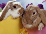 lapin-de-paques-12