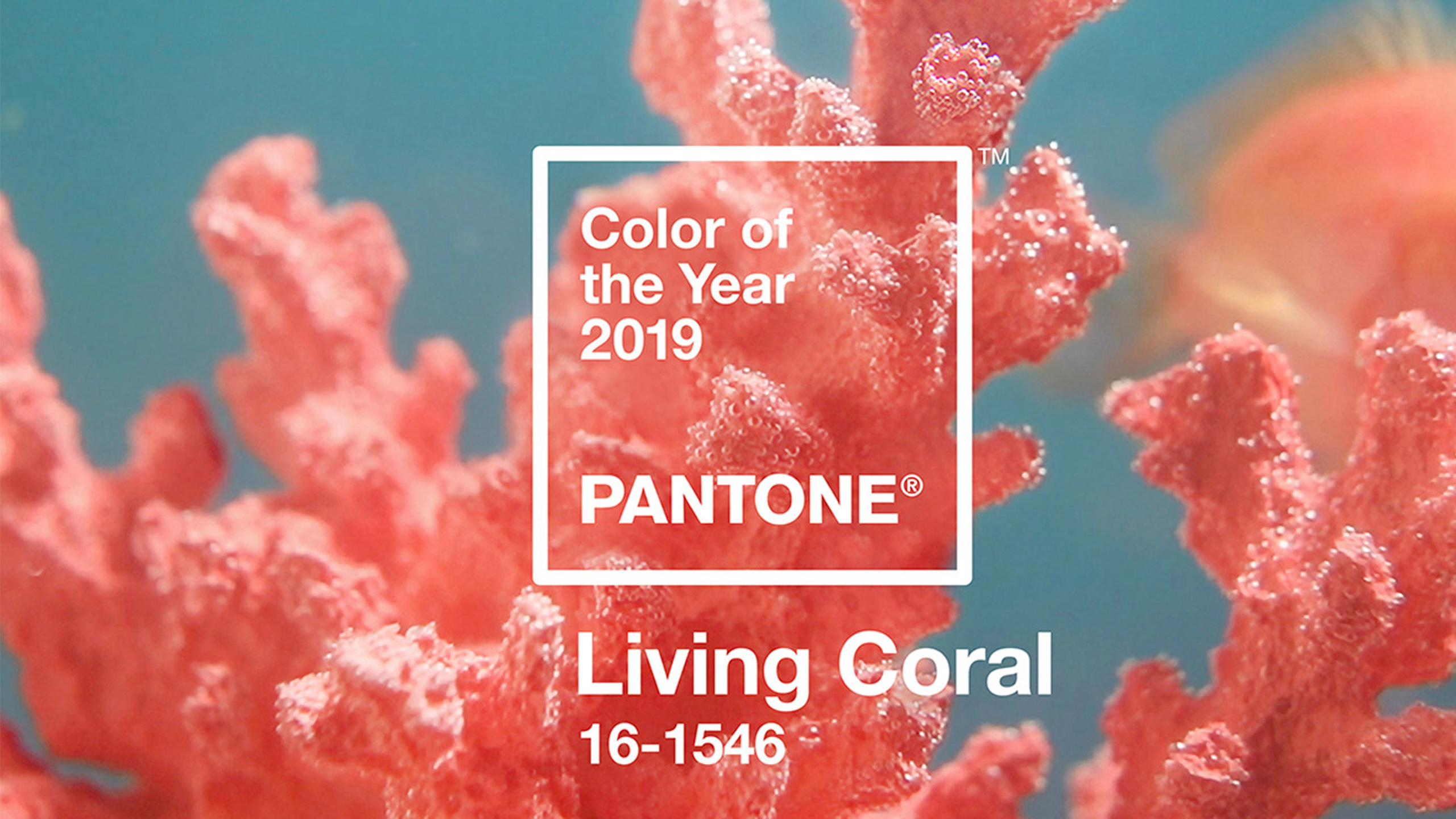 Coral color